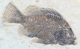 Cockerellites (Priscacara) Fossil Fish - Hanger Installed #51060-1